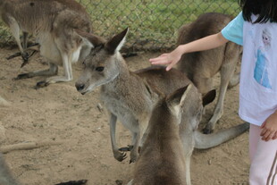 女孩伸手喂食可爱袋鼠