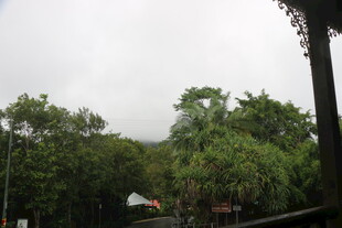 山林间的绿树景观