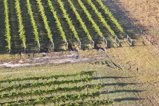 俯瞰整齐排列的绿色农田