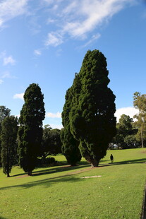 绿意盎然的公园树木景观