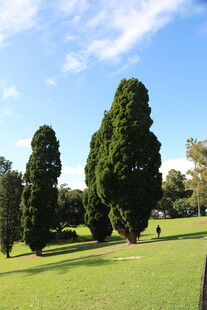 绿意盎然的公园树木景观