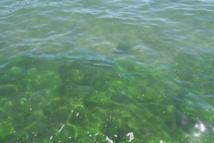 清澈绿水中的水下景象