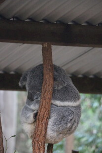 树上酣睡的考拉