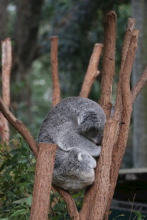 树杈上蜷睡的考拉
