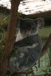 树上休憩的考拉