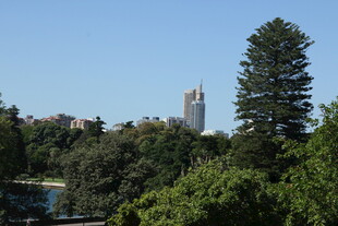 绿树掩映中的高耸建筑