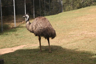 草地上的单只鸸鹋