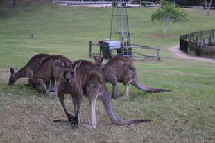 草地上的几只袋鼠