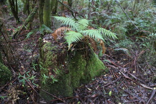 森林中茂盛的蕨类植物