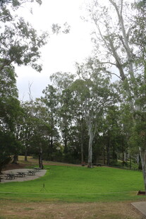 户外绿意盎然的树林草地