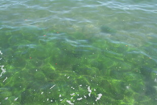 清澈绿波下的水底景象