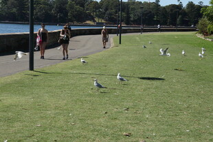 公园草地海鸥与人共乐