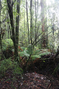 茂密森林中的自然景致