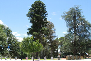 户外高大树木景观