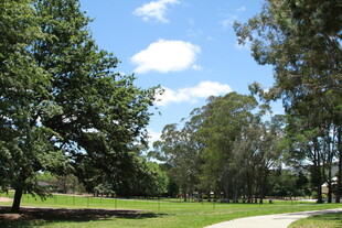 郊外绿意盎然的林间小道