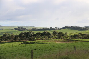 田园风光中的广袤绿色牧场