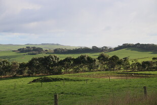 田园风光中的广袤绿色草地