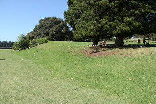 绿意盎然的户外草地风景