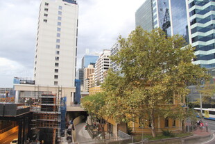 城市街景中的高楼与绿树