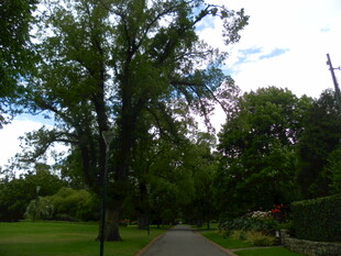 林荫小道 绿意盎然的景致