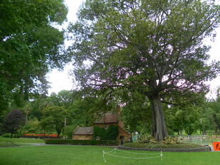 绿意盎然的庭院景观