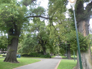 林间幽静小路美景