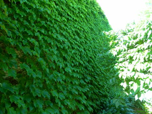 翠绿藤蔓覆盖的墙面景观