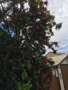 枝头繁花绽放的绿树