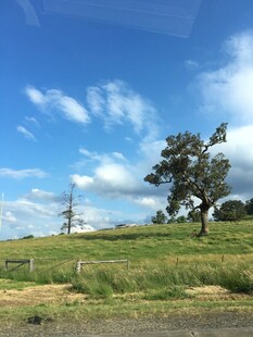 草原风光 孤树与蓝天