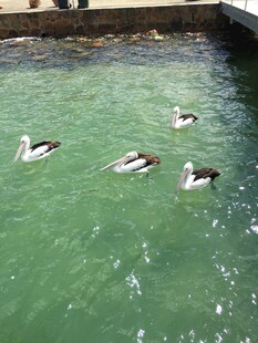 池中戏水的几只鸟儿