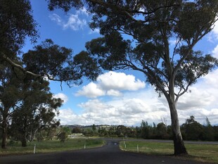 乡村公路旁的树木与蓝天