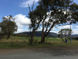 乡村路旁树木与开阔风景