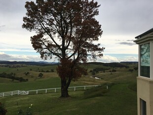 乡村独栋旁的孤树风景