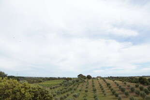 田园风光中的整齐农田
