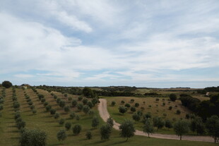 田园风光中的整齐绿植景观