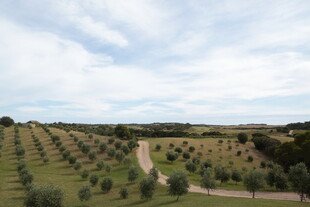 田园橄榄林风光