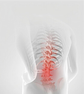 脊柱骨骼结构示意图