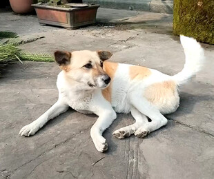 趴着的可爱小狗