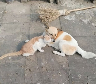 猫咪与狗狗亲昵依偎