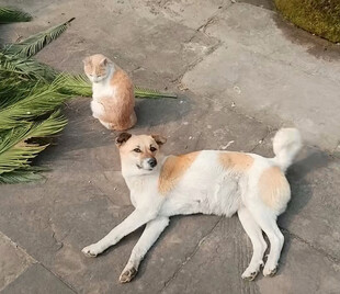 猫猫和狗狗惬意休憩