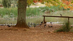 树下长椅旁的自然景致