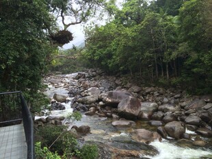 山间溪流穿林过