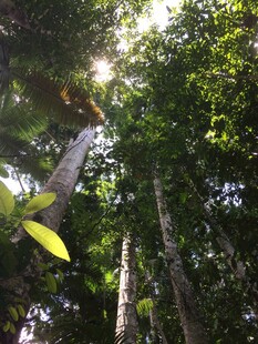 阳光穿透茂密森林树冠