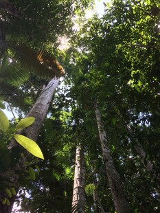 茂密森林中的高大树木