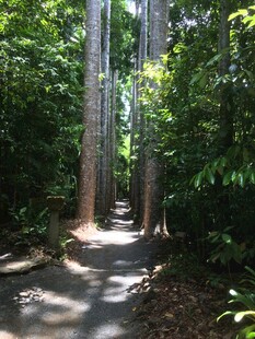 林间幽径 绿意盎然的自然景