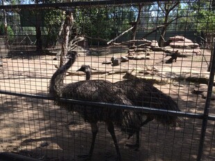 围栏内的鸵鸟