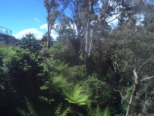 山林间的繁茂绿植景观