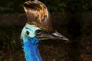 蓝羽凤头鸟特写