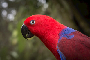 鲜艳红鹦鹉特写