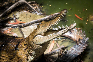 水中鳄鱼与群鱼共处